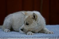 2007.05.06 Huskies - C-litter - 6 weeks